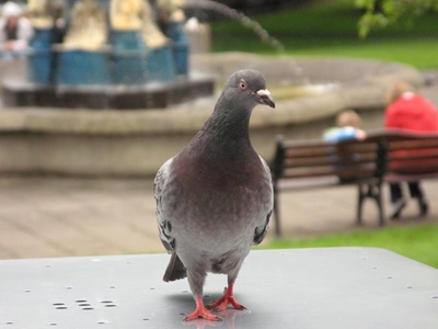 Kennisgewing: Duiwewedvlug uitslae