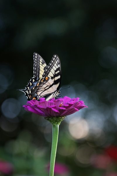 Calling all citizen scientists!