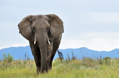 Call on 10 gentle giants