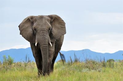 Call on 10 gentle giants