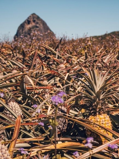 Pineapple farmers feel the input cost pinch