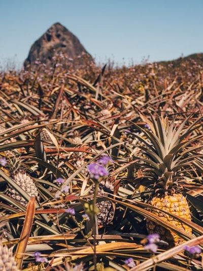 Pineapple farmers feel the input cost pinch