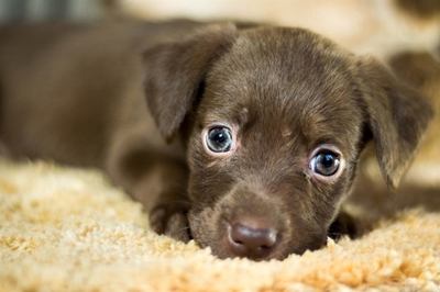 Best way to re-home a pet