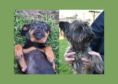 JJ and Pepper need a home