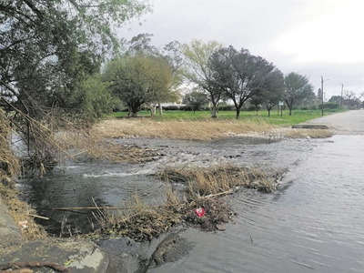 Fluitjiesriet dien 'n doel in Grobbelaarsrivier