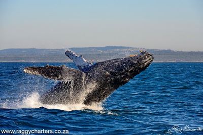 Interesting facts about the majestic giants of the ocean 