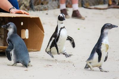 Penguins to be released