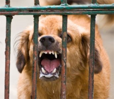 Awareness: Rabies