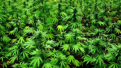 Australia aims to become top medicinal cannabis exporter