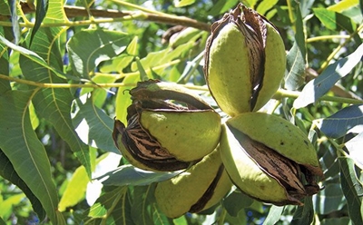 Pecan nuts: How to plan an orchard and prepare the soil