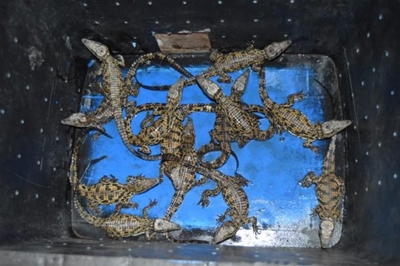13 Baby crocodiles rescued in Ladysmith