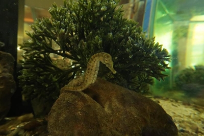 SANParks restocks endangered Knysna seahorse tank