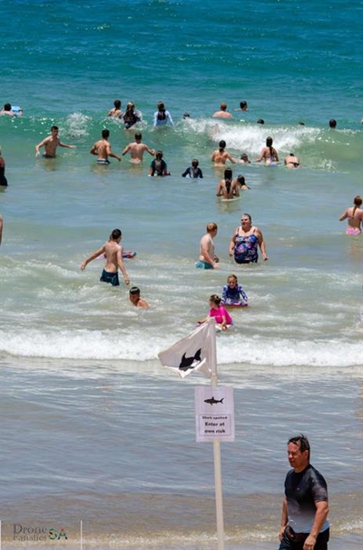 Expert explains why sharks close to shore