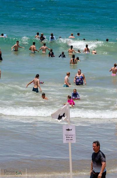Expert explains why sharks close to shore