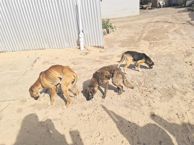 A plea for dog food to help Borcherds Paws