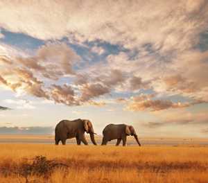 Kenya stands out as the epicenter of tourist success in South Africa