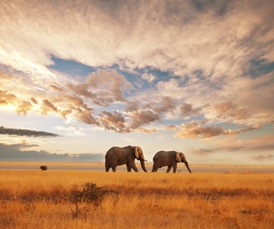 Kenya stands out as the epicenter of tourist success in South Africa