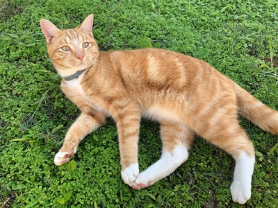 Geliefde katjie steeds weg
