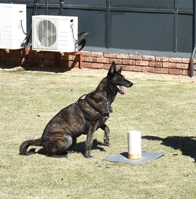 Kommer oor te min K9-honde