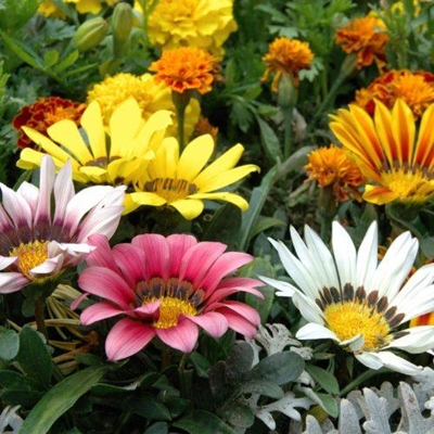 Cheerful spring seedlings to add colour to your garden