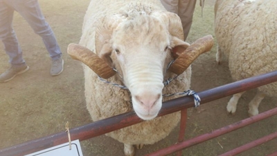 Yslike ram opgeveil vir R170 000 