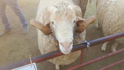 Yslike ram opgeveil vir R170 000 