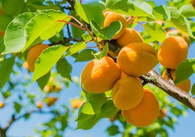 Smart tech the new tool for African farmers