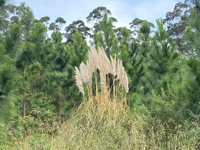 Indaba to reflect on invasive alien plant management
