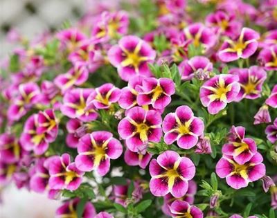 The best flowers for hanging baskets