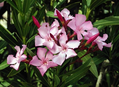 Alien invasive plants: Oleander