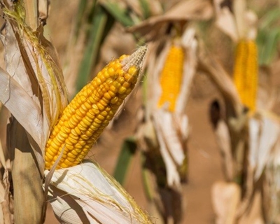 Farmers expected to harvest slightly more maize than previous estimate