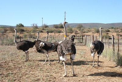 European Union lifts ban on ostrich meat