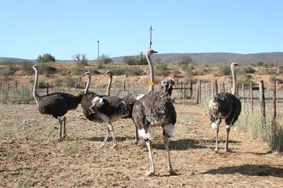 European Union lifts ban on ostrich meat