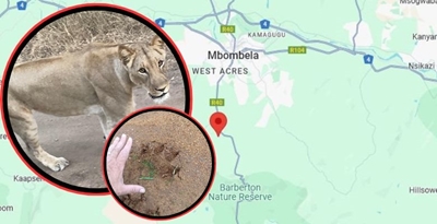 Lions on the loose in Mbombela: Drone, aeroplane track animals’ movements