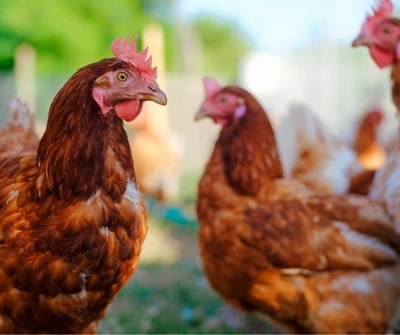 Eating Eggs and Poultry during Avian Flu: Is it Safe? 