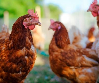 Eating Eggs and Poultry during Avian Flu: Is it Safe? 