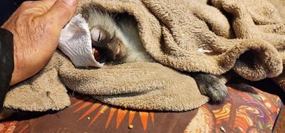Rondevlei: baby monkey shot in the head
