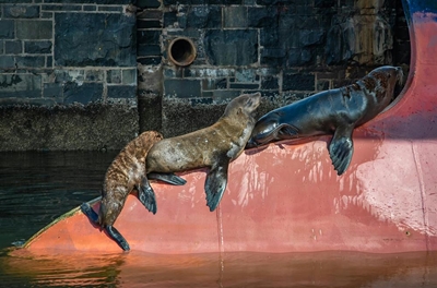 Seal rabies likely began with jackal bite
