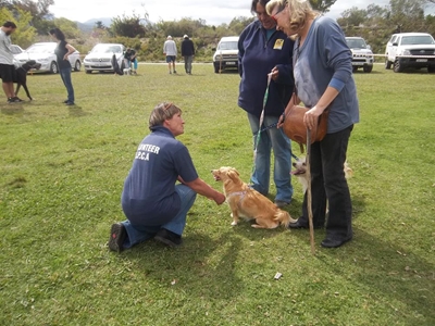Help abused animals