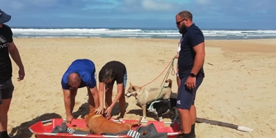 NSRI saves 4-legged family member