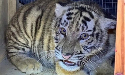 Tiger cub rescued in KZN moved to Pretoria Zoo