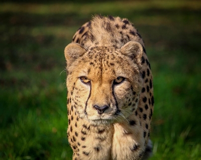 Spotted! Cheetahs coming to Karoo