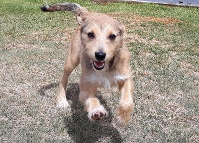 SPCA Adoptions