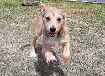 SPCA Adoptions