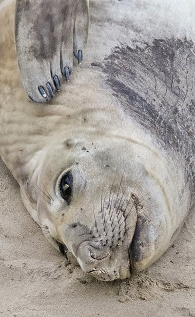 Marine expert checks in on Columbo