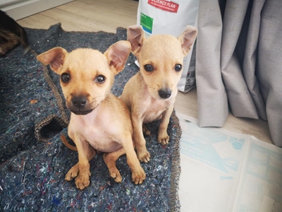 Paws for Rescues this weekend