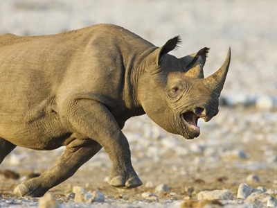 Printing 3D rhino horns to avert crisis