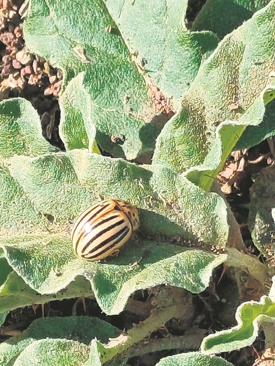 Kewer in Karoo vrygelaat om Satansbos biologies te beheer