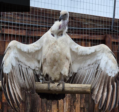 Garden Route Birds of Prey Rehab Centre appeals for help