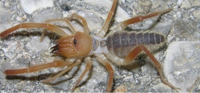 Hair cutting spider found in Ladysmith home